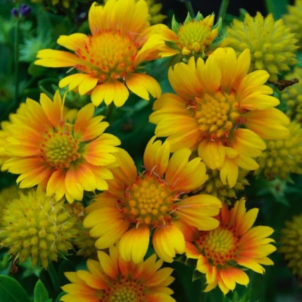 Gaillardia Arizona Apricot Blanket Flower Gaillardia Aristata Seeds 25+